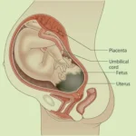 Exercises During Third Trimester (weeks 29-40)